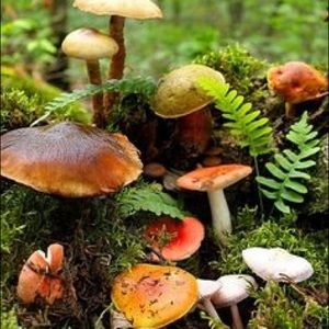 Meet your Posher, Aurora